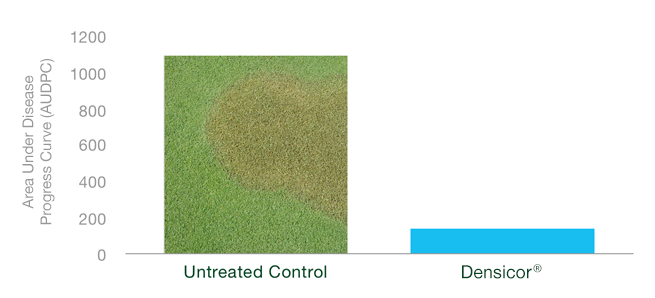 brown patch