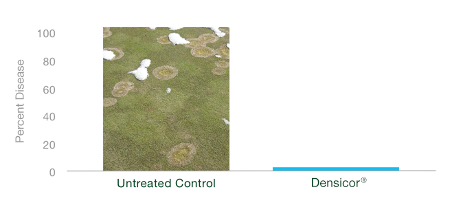 snow mold