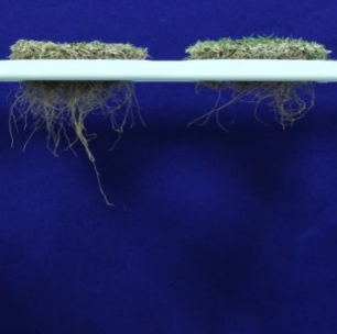 root compare side B
