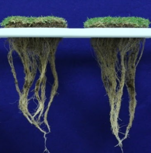 root comparison A
