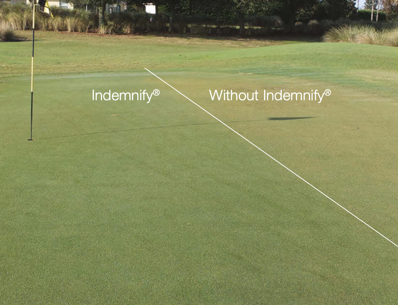compare indemnify