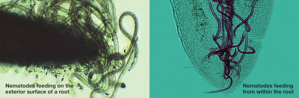 Close Up Image of Nematode Damage