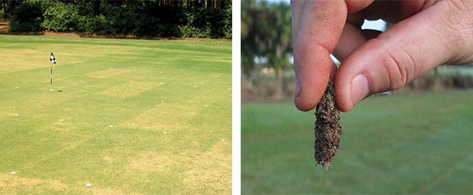 Nematode Damage