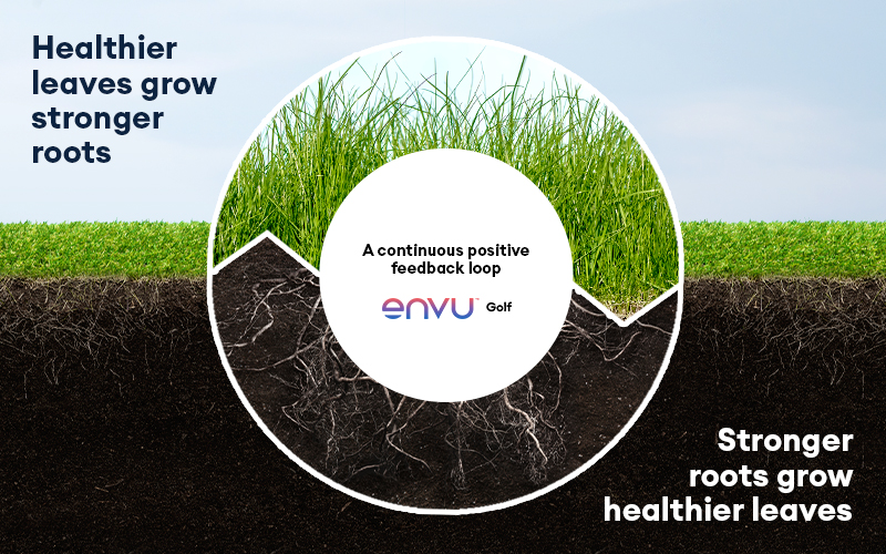 healthier leaves grow stronger roots stronger roots grow healthier leaves