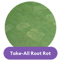 take all root rot