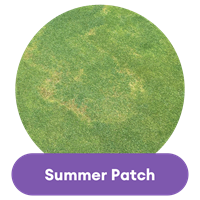 summer patch