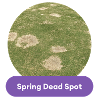 spring dead spot