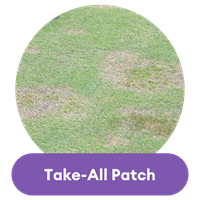 take all patch