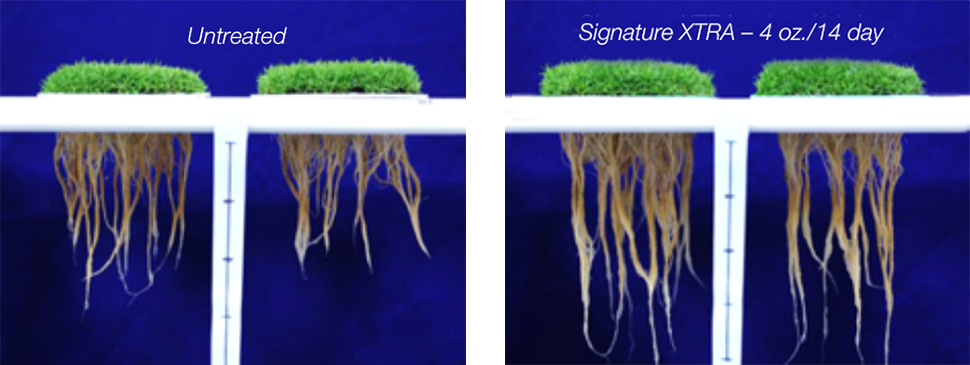 Stressgard Root