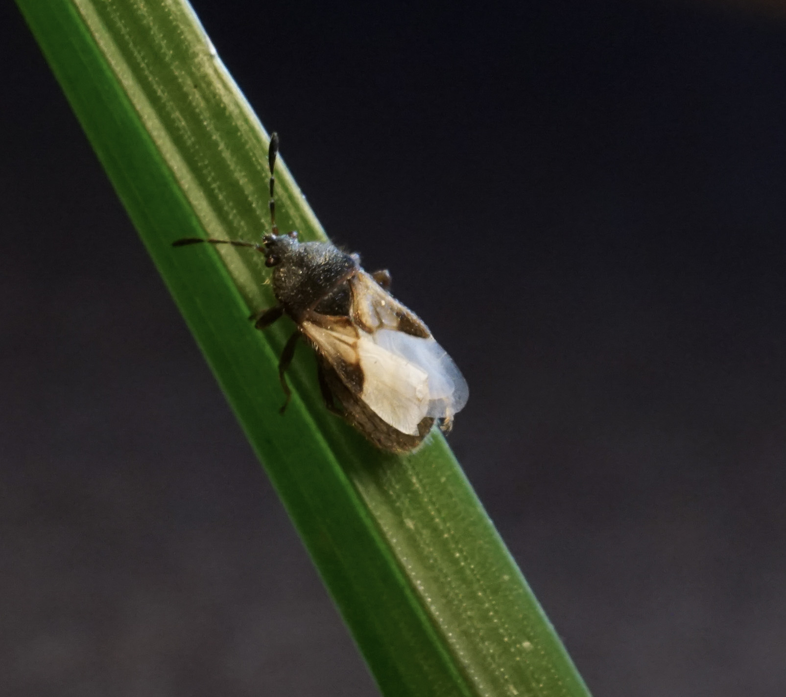 Adult southern chinch bug