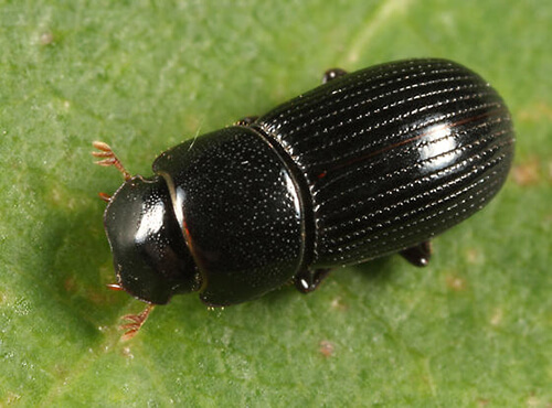 Ataenius