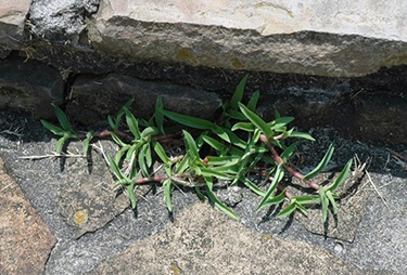 doveweed