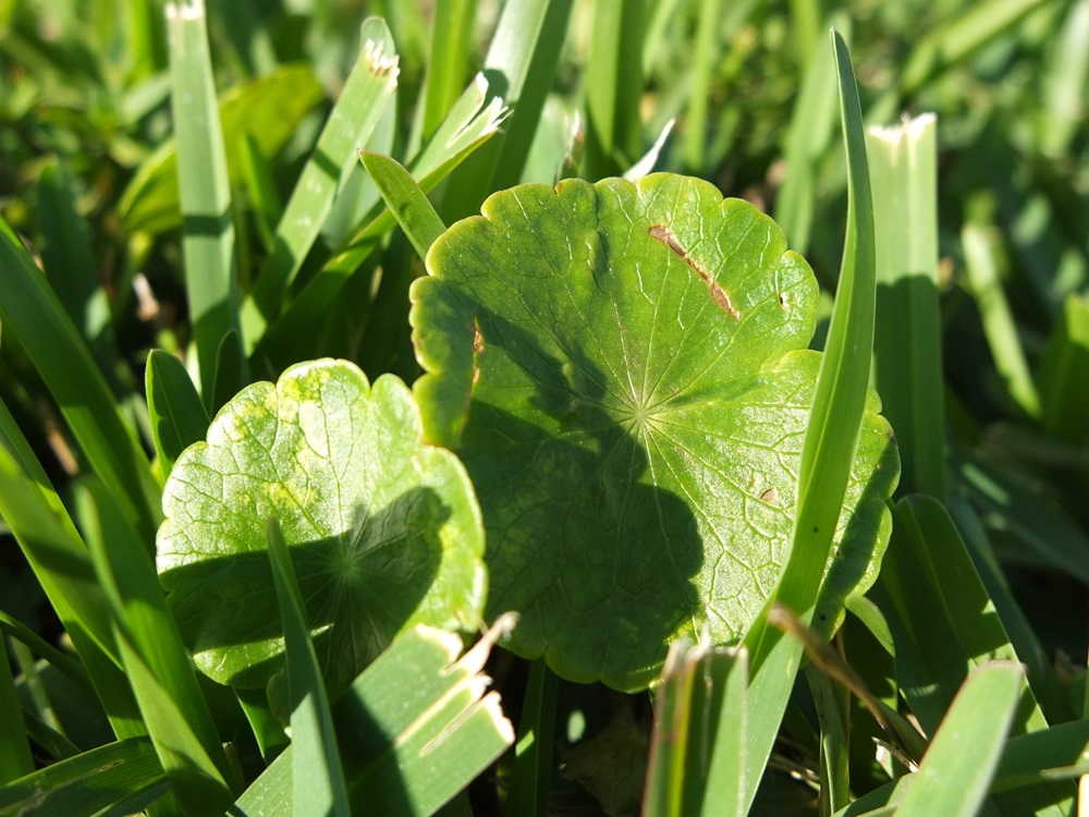 Summertime Weed Control in St. Augustinegrass Lawns | Envu ...