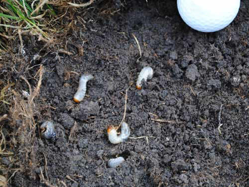 whitegrub