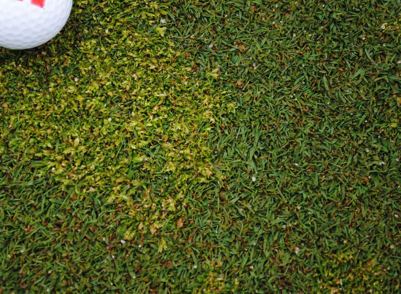 Annual bluegrass seedheads disrupt uniformity and ball roll
