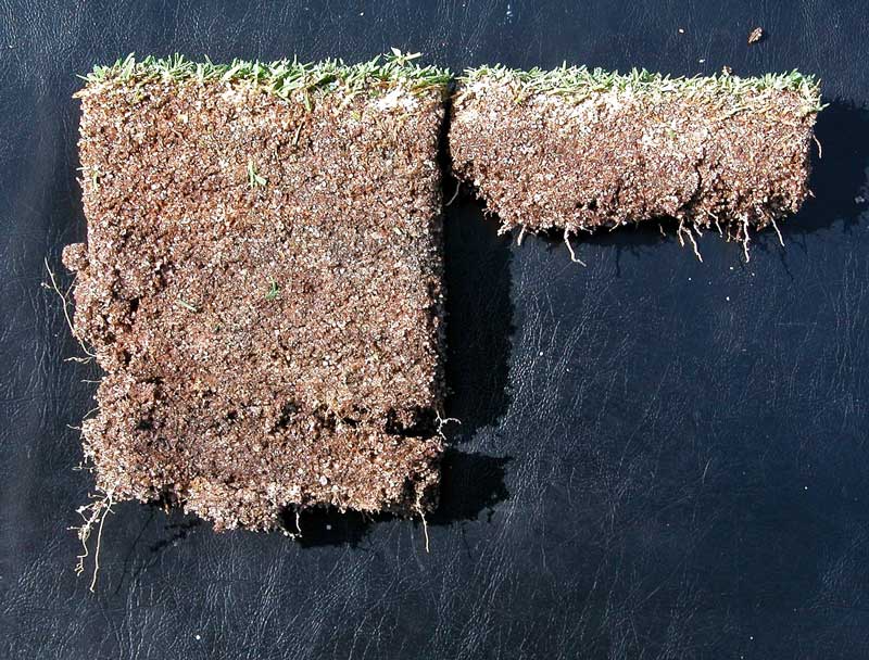 root sample comparison
