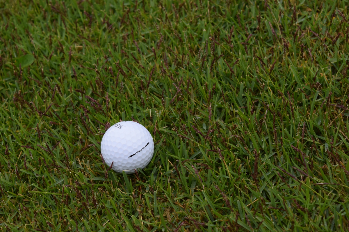 Zoysia Seedheads 