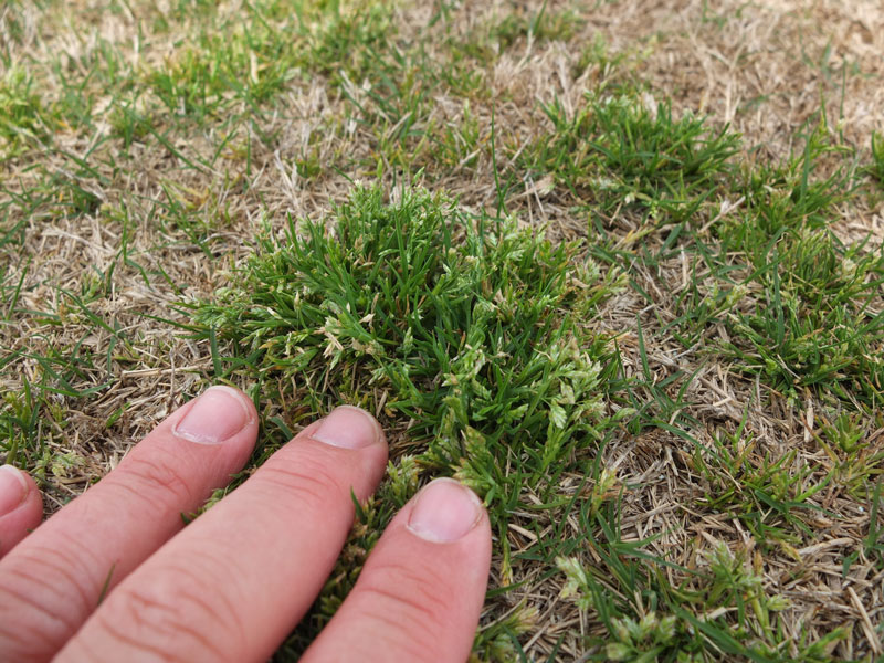 Poa annua is a yellow-green winter annual that can be very unsightly in dormant warm-season lawns. 