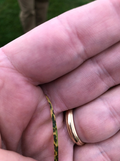 Gray leaf spot is difficult to identify and can be confused with many other foliar diseases 