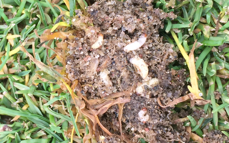 Later stage ABW larvae of annual bluegrass weevil under turf damage