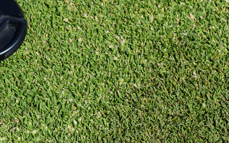 Seedheads of annual bluegrass