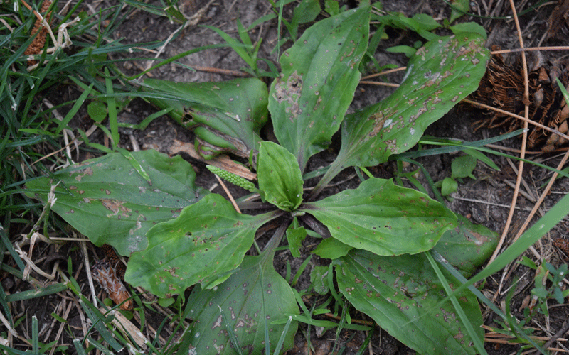 broadleaf plantain
