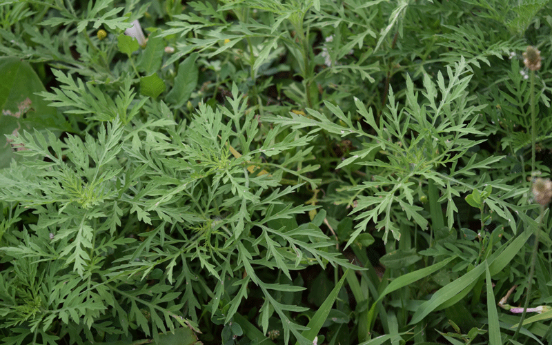 common ragweed