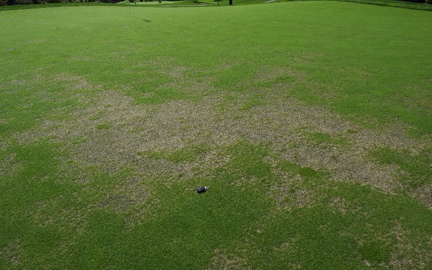 Nematodes and Turf Problems - Plant & Pest Diagnostics