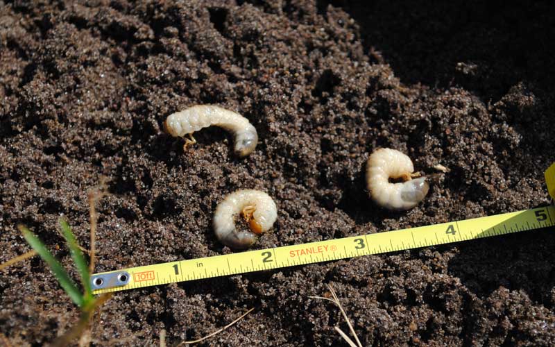 white grub larve in comparison to yellow ruler disturbed soil