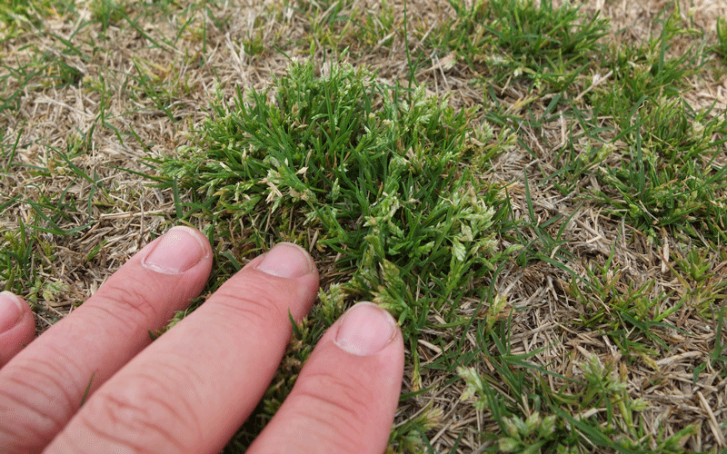 poa in dormant turf