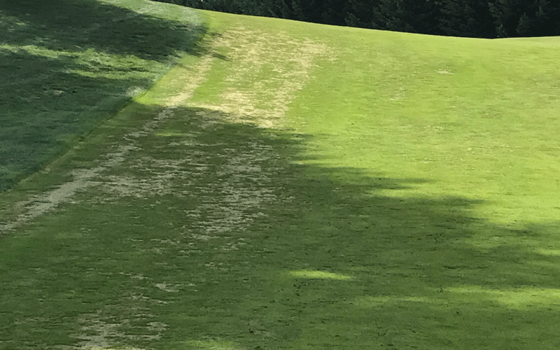 snow mold in clean up