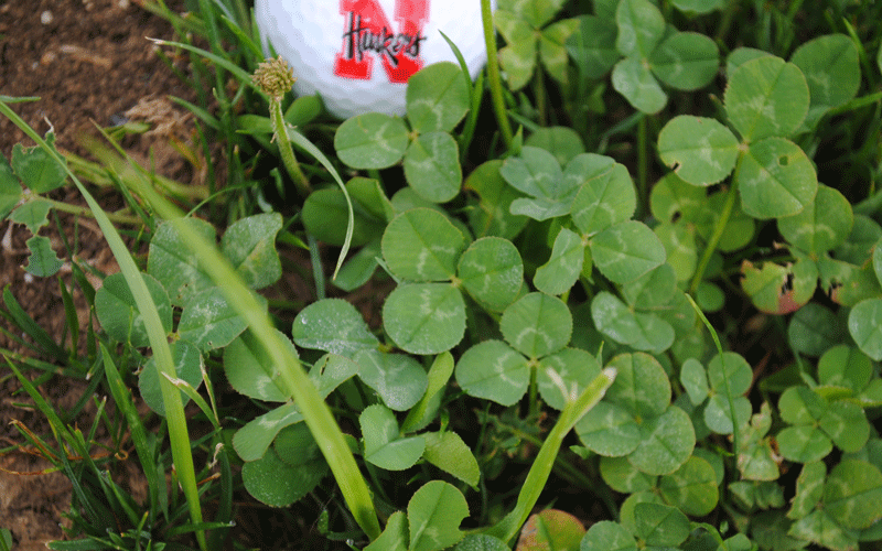 white clover