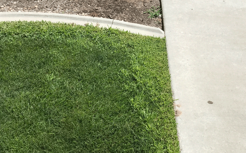 crabgrass hot spot next to driveway