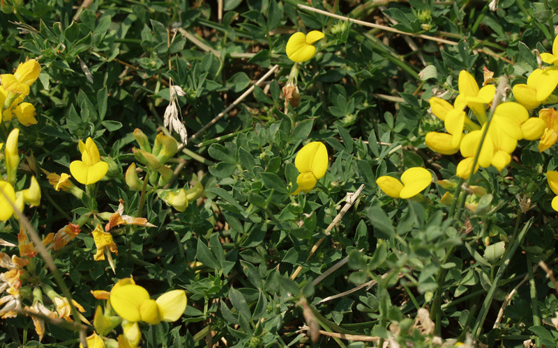 yellow Birdsfoot trefoil flowers 