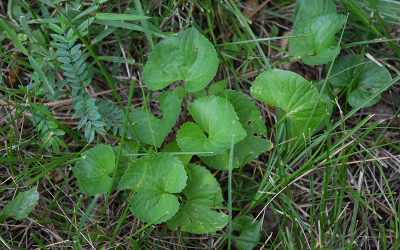 close up of violet