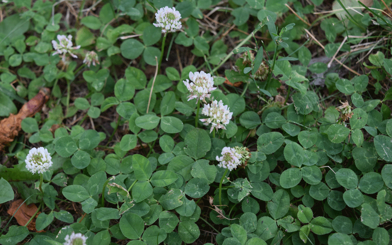 white clover