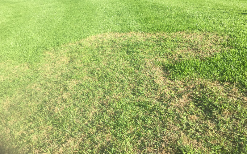 Large patch symptoms in a St Augustine commercial lawn