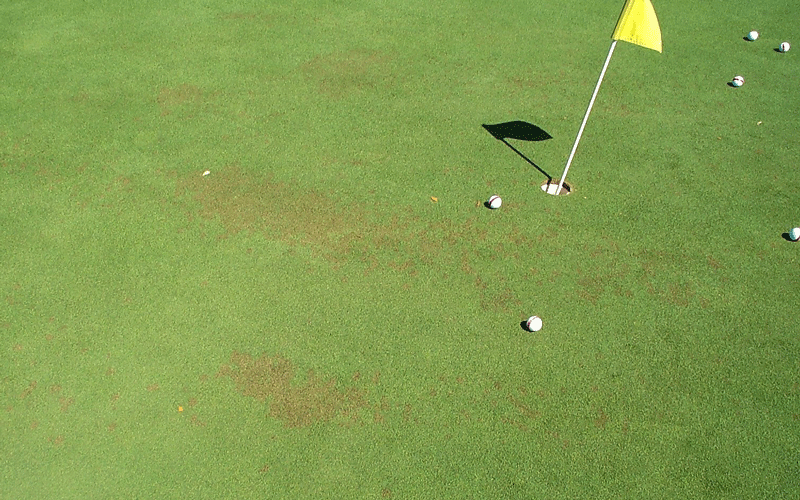 Pythium on Bermuda Plantation