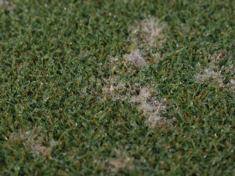 dollar spot mycellium