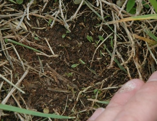 Crab Germination