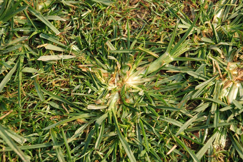 uncontrolled dorminant weed