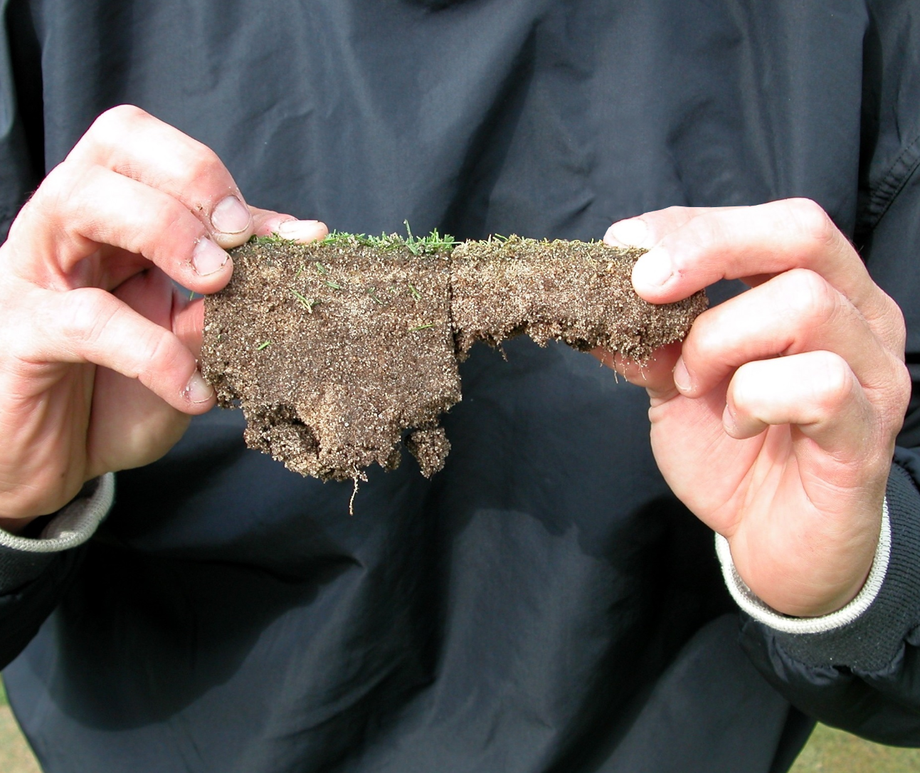 Root samples