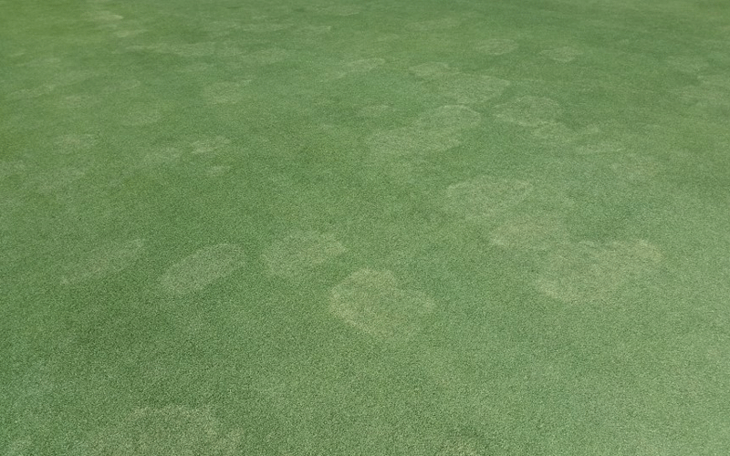 take all root rot turf damage