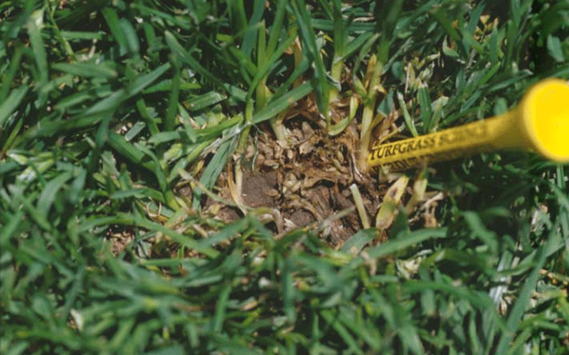 uncontrolled poa