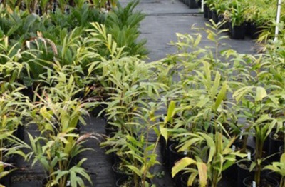ornamental tolerance trials