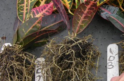 ornamental tolerance trials