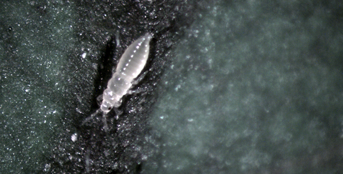Close Up Image of a Thrip