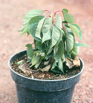 Stunted and slightly wilted poinsettia plant as a result of Pythium root rot