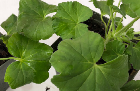 Geranium