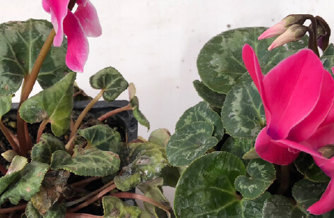 Cyclamen